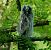 Gufo comune (Asio otus) © Lorenza Venturini