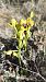 Ophrys lutea © Enric Bringués