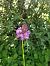 Anacamptis pyramidalis (Orchis pyramidal) © Vincent Perrin-Issautier