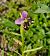 Ophrys gresivaudanica  - Laurent Bignon