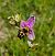 Ophrys gresivaudanica  - Laurent Bignon
