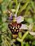 Ophrys gresivaudanica  - Laurent Bignon
