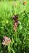 Anacamptis coriophora 