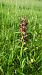 Anacamptis coriophora 