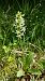 Platanthera bifolia (Platanthère à deux feuilles) © Colette Durlet