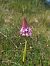 Anacamptis pyramidalis © Marcel Arumí