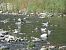 Goéland leucophée (Larus michahellis) © Giulio Polo (FVG)