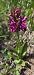 Dactylorhiza sambucina f. rubra (Orchis sureau forme rouge) © Jean Bastianelli