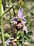 Ophrys fuciflora subsp. druentica  - Richard Fay