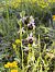 Ophrys fuciflora subsp. druentica  - Richard Fay
