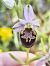 Ophrys fuciflora subsp. druentica  - Richard Fay