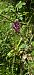 Dactylorhiza sambucina f. zimmermanii  - Michel Robin