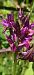 Dactylorhiza sambucina f. zimmermanii  - Michel Robin