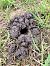 Sator (Talpa sp.) (Talpa sp.) © Aitor Urrutia