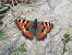 Papallona de les ortigues (Aglais urticae) © Mariona Picart