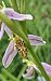 Ophrys apifera var. trollii 