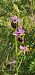Ophrys fuciflora (Ophrys frelon) © Claire Perrachon