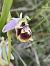 Ophrys fuciflora subsp. druentica  - Richard Fay