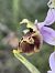 Ophrys fuciflora subsp. druentica  - Richard Fay