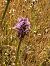 Orchis indet. group. mascula © Antonio Mazzone