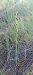 Ophrys virescens  - Gerard Chassan