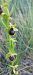 Ophrys virescens (Ophrys verdissant) © Gerard Chassan