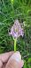 Anacamptis pyramidalis (Orchis pyramidal) © auteur non diffusé