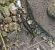 Salamandra pezzata (Salamandra salamandra) © Daniele Baroni