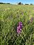 Anacamptis morio © Romuald Mignot (pro)
