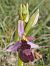Ophrys magniflora  - Gérard Joseph