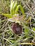 Ophrys magniflora (Ophrys à grandes fleurs) © Gérard Joseph