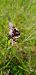 Ophrys drumana (Ophrys de la Drôme) © Bruno Durbin