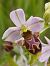 Ophrys picta (Ophrys peint) © Gérard Joseph