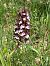 Orchis purpurea © Antonio Mazzone
