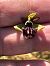 Ophrys sphegodes © Antonio Mazzone