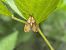 Agrotera nemoralis © Mirko Tomasi