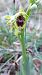 Ophrys aymoninii  - Frédéric Baudat