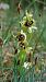 Ophrys aymoninii  - Frédéric Baudat