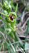 Ophrys aymoninii  - Frédéric Baudat