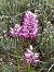 Orchis simia  - Assumpta Molist
