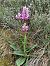 Orchis simia © Assumpta Molist