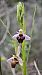 Ophrys scolopax © Marcel Arumí