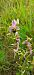 Ophrys apifera  - Nicole Taillandier