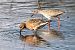 Piovanello maggiore (Calidris canutus) © Maurizio Andrini