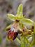 Ophrys aymoninii (Ophrys d'Aymonin) © William Gonzalez
