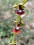 Ophrys insectifera  - Assumpta Molist