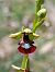 Ophrys insectifera © Assumpta Molist