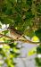 Papamosques gris (Muscicapa striata) © Jose Molis