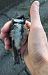 Cinciallegra (Parus major) © Monica Artale
