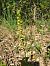 Epipactis provincialis  - Laurent Mazet